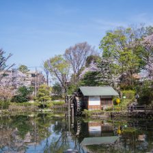 鍋島松濤公園の桜