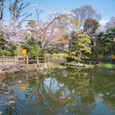 鍋島松濤公園の桜